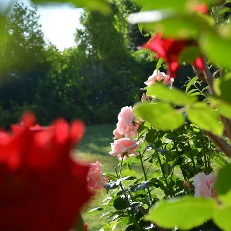 Rose House Prága