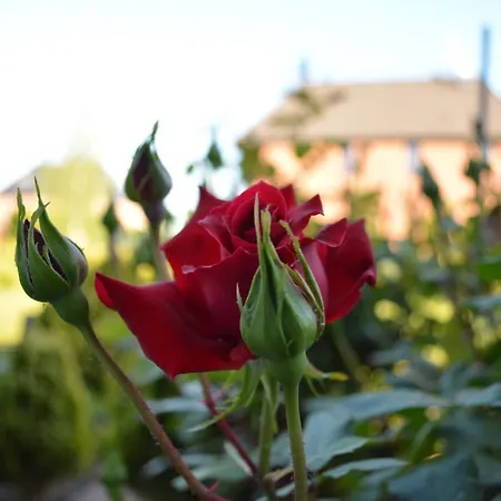 Rose House